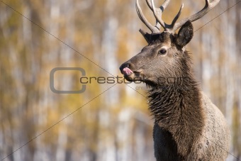 Deer, close-up shot