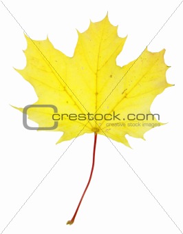 Bright Yellow Maple Leaf
