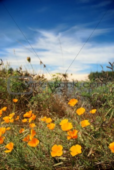 Poppies and Dunes