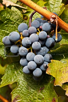 Port Wine Grapes