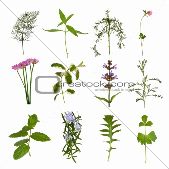 Herb  Leaf Variety