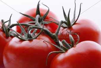 tomatos close-up