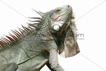 Iguana (isolated)