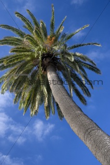 Canarian Palm 1