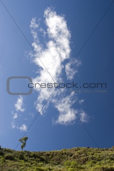 Solitary eucalyptus tree on the horizon against a blue sky 1
