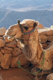 The camel smiles.