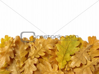 oak leaves border