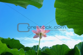 Lotus in summer