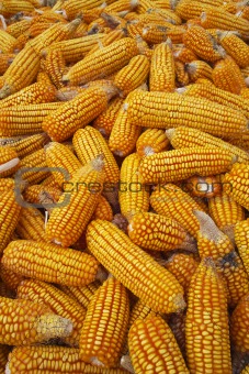 Maize cob
