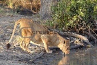 lioness drinking