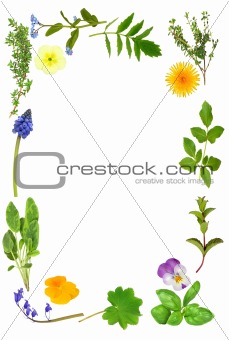 Herb Leaf and Flower Border