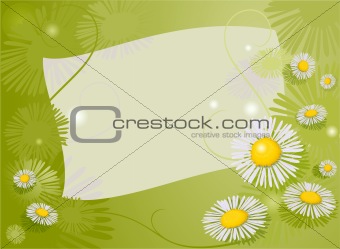 chamomile background