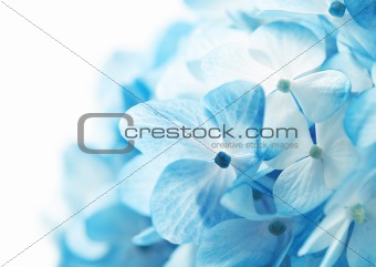 Hydrangea Flowers Background