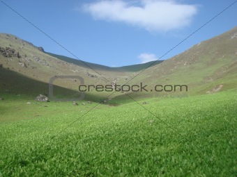 green pasture