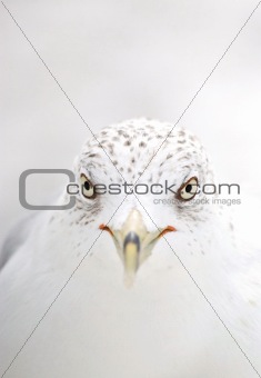 Seagull in high-key