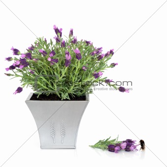 Lavender Herb and Bumblebee