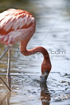  Pink Flamingo