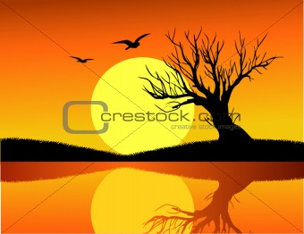 Tree silhouette and sunset