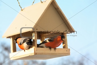 Two bullfinches in feed.