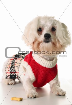 shot of a maltese dog with a treat