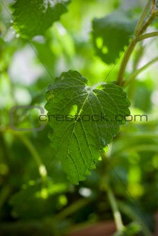 Close up picture of balm-mint plant.