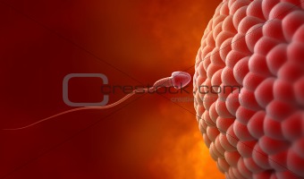 Natural insemination: sperm and human egg