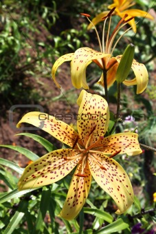 Yellow tiger lily