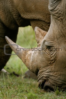 White rhinoceros head