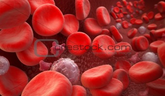 Blood Cells : erythrocyte, thrombocyte, leukocyte