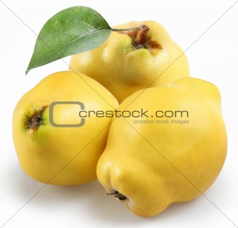 quince on a white background