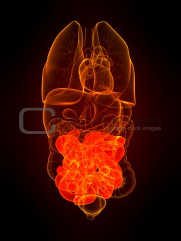 human small intestines