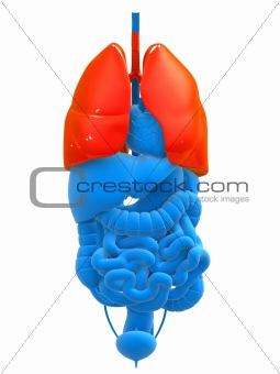 highlighted lung