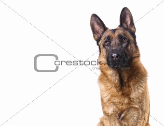 german shepard isolated on white