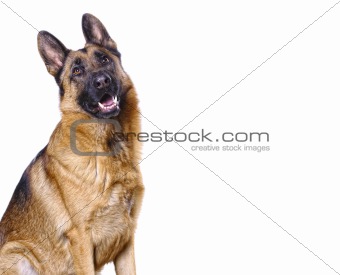 german shepard isolated on white