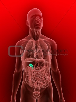 human gallbladder