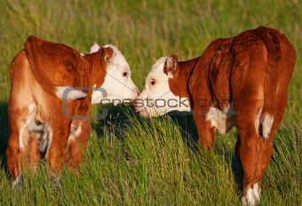 Kissing Calves