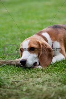 Cute beagle puppy is playing with a stick