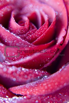 red, rose, close, up, closeup, close, card, design,