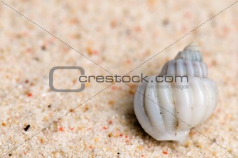 Little White shell