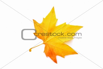 Yellow leaves isolated on white