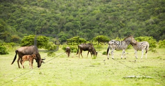antilopes and zebras