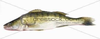 Walleye zander fish 