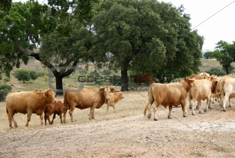 cows02.pg