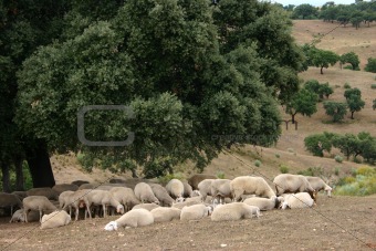sheep02.jpg