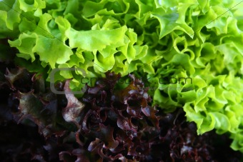 bicolored salad