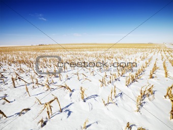 Snow covered corn field.