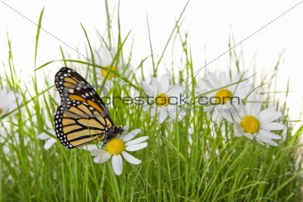 Butterfly on Daisy flower