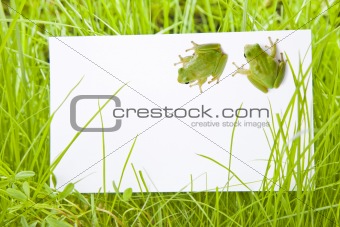 White Sign Amongst Grass with Tree Frogs