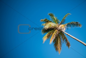 Palms and Caribbean sky