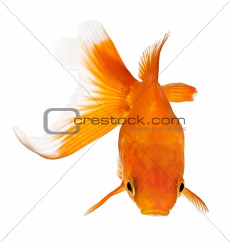 goldfish view from above 